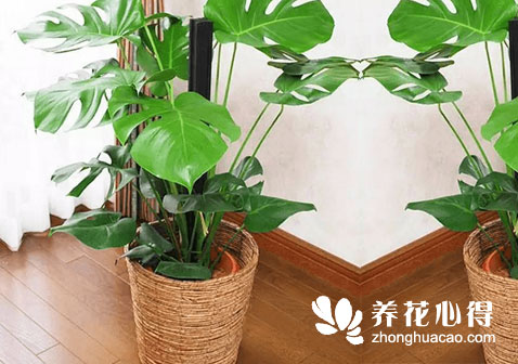 龜背竹的盆景制作