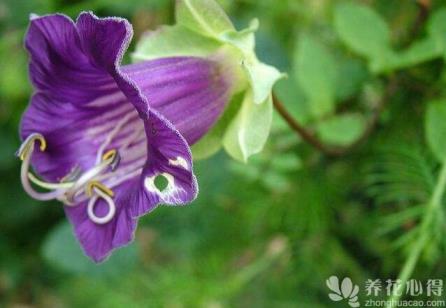 電燈花如何種植養護，電燈花養植方式都有什么？