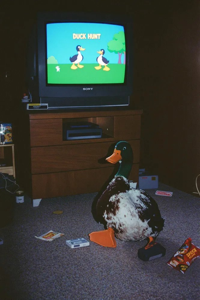 大棚可以種植什么蔬菜